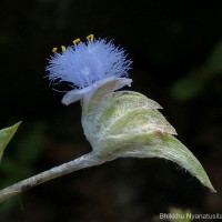 Cyanotis obtusa (Trimen) Trimen